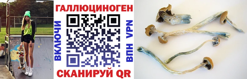 Купить где  Козельск  Псилоцибиновые грибы Cubensis 